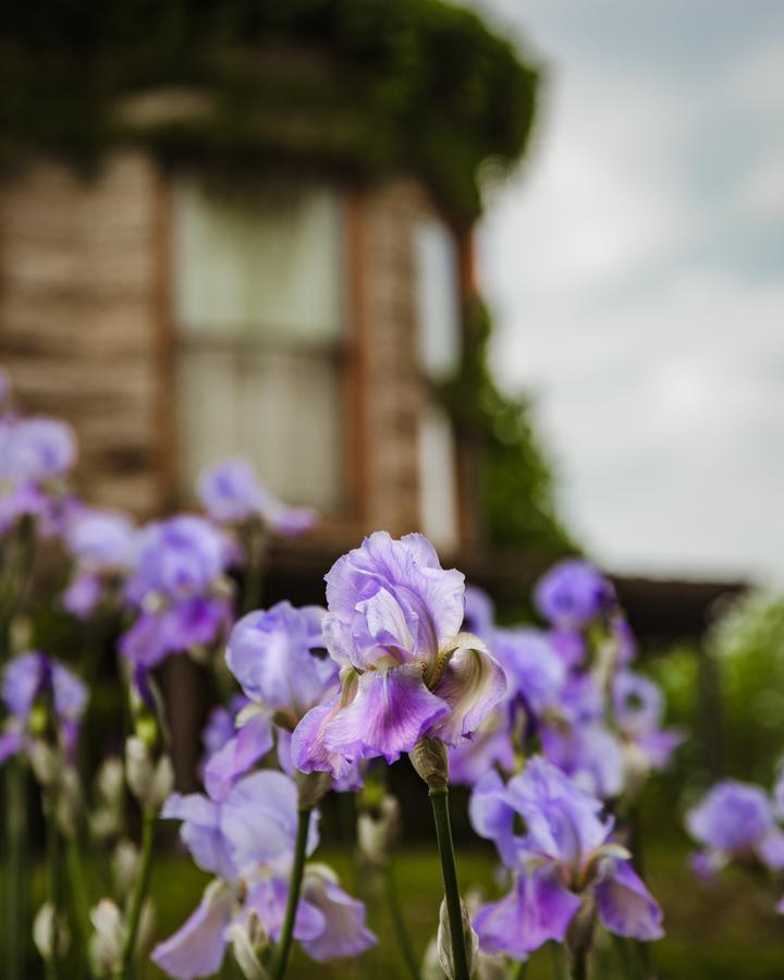 艾芬戴尔庄园住宿加早餐旅馆 斯普林菲尔德 外观 照片